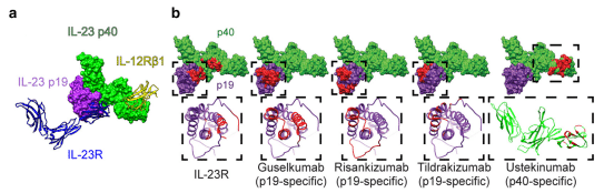 IL-23 inhibitors